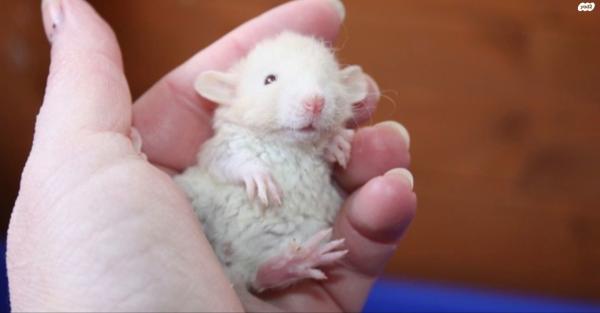 חולדות מיוחדות דמבו, דמבו רקס,