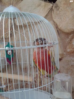 תוכי גרין צ'יק פעיל ושמח