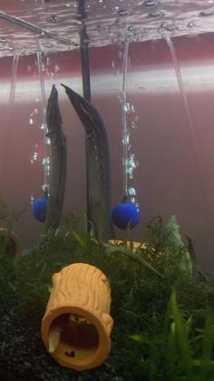 מוכר צלופח אש מדהים 40