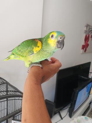 אמזונה בלו פרונט שלבי גמילה