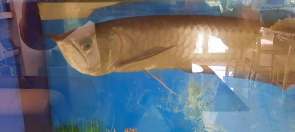 דג ארואנה 35 סנטימטר 200