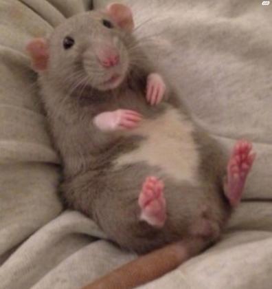 חולדות מיוחדות דמבו, דמבו רקס,