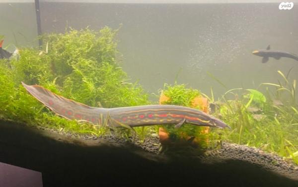 מוכר צלופח אש מדהים 40