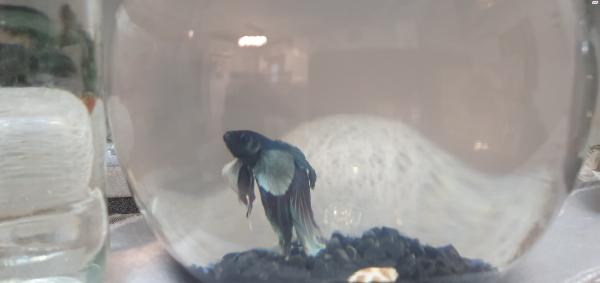 דגי קרב מיוחדים ,,דג שחיי