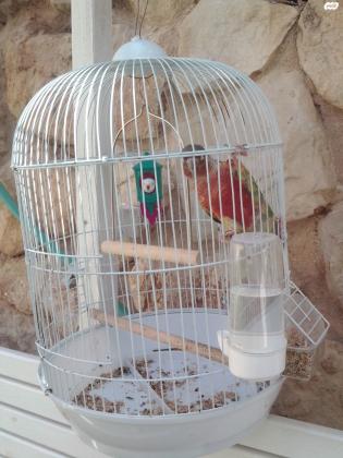 תוכי גרין צ'יק פעיל ושמח