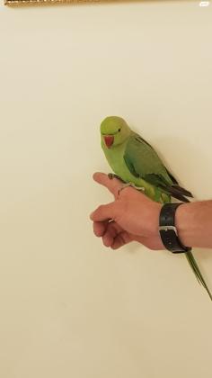 למכירה תוכי דררה האכלת יד