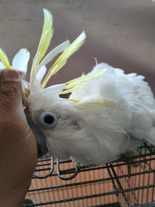 קקדו טריטון הציצית הצהובה הסוג