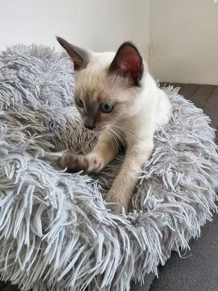 גור סיאמי בן 4 חודשים