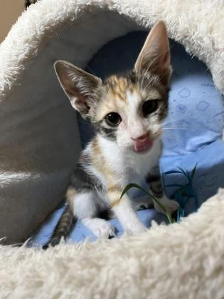 4 גורי חתולים לאימוץ מחיפה,