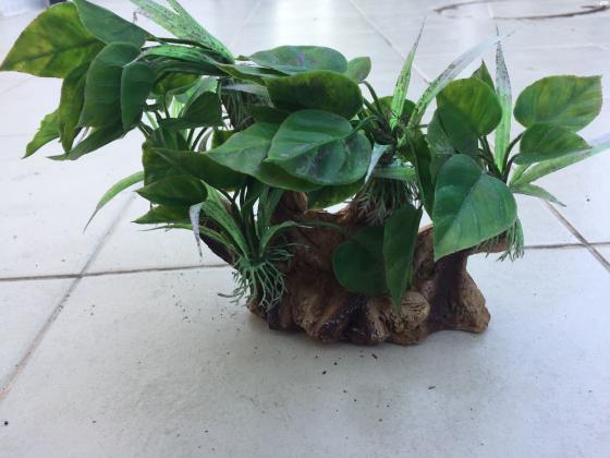 למכירה צמחים לאקווריום