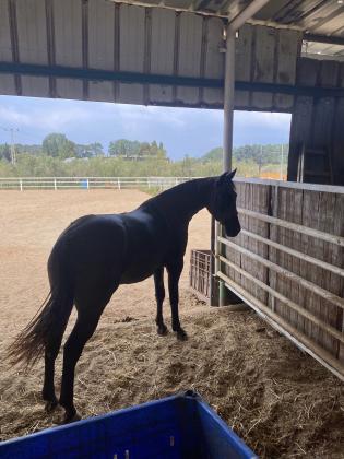 בצער רב בלאק נייט שלנו