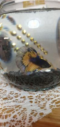 דגי קרב מיוחדים ,,דג שחיי