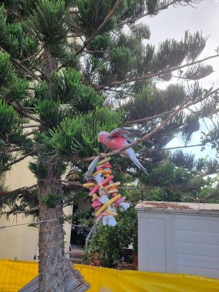 תוכי קקדו גאלה בן חצי