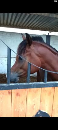 סייח ערבי טהור בן שנה