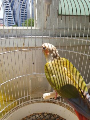 קוניור גרינצ'יק אננס פרא למכירה