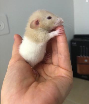 חולדות מיוחדות דמבו, דמבו רקס,