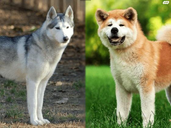 גורי האסקיטה מדהימיםאבא אקיטה אינו,