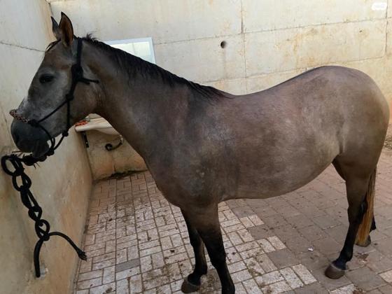 סוסה בסקין בת 4 יפה