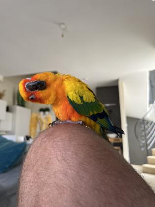 קוניור שמש האכלת יד ברמה