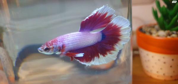 דגי קרב מיוחדים ,,דג שחיי