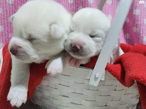 גורי האסקיטה מדהימיםאבא אקיטה אינו,