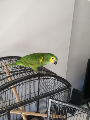 אמזונה בלו פרונט שלבי גמילה