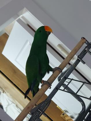 אקלקטוס זכר, בן 8 חודשים