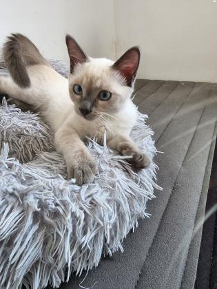 גור סיאמי בן 4 חודשים