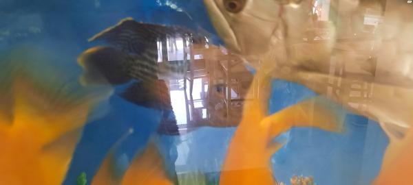 דג ארואנה 35 סנטימטר 200