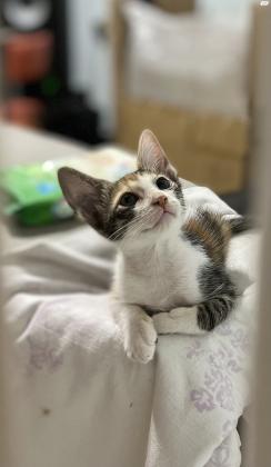 4 גורי חתולים לאימוץ מחיפה,