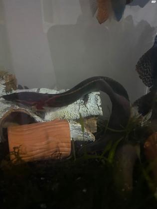 מוכר צלופח אש מדהים 40