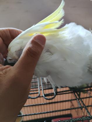 קקדו טריטון הציצית הצהובה הסוג