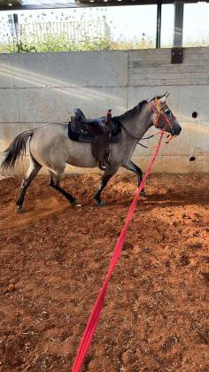 סוסה בסקין בת 4 יפה