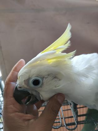 קקדו טריטון הציצית הצהובה הסוג