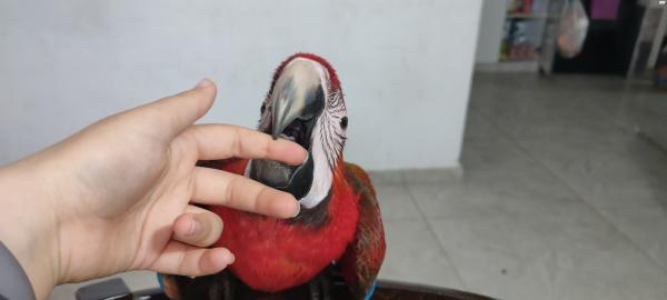 תוכי ארה הייבריד בן חצי שנה