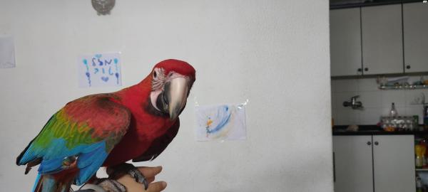 תוכי ארה הייבריד בן חצי שנה