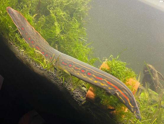 מוכר צלופח אש מדהים 40