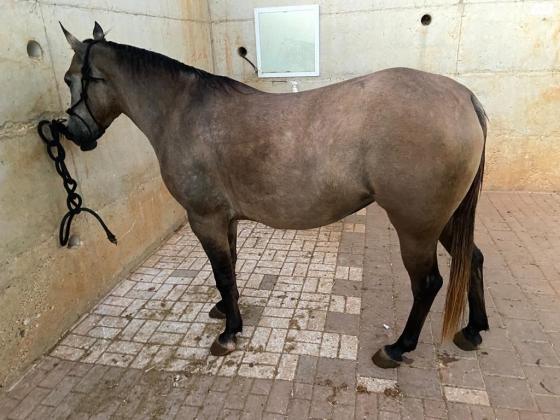 סוסה בסקין בת 4 יפה