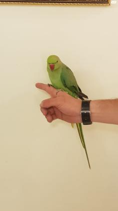 למכירה תוכי דררה האכלת יד