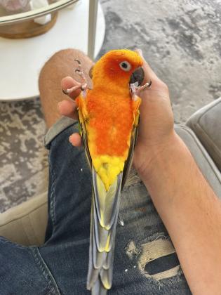 קוניור שמש האכלת יד ברמה