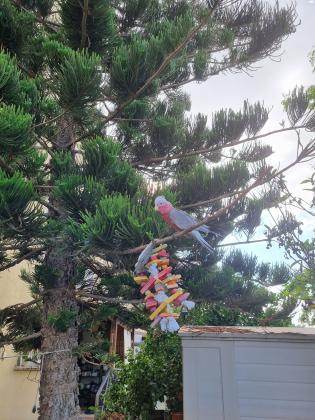 תוכי קקדו גאלה בן חצי