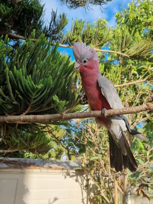 תוכי קקדו גאלה בן חצי