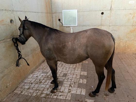 סוסה בסקין בת 4 יפה