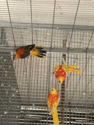 טורקיזנים בני חצי שנה בריאים