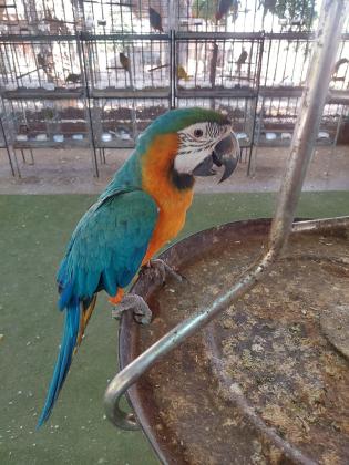 מבחר של ארות צעירות יש