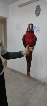 תוכי ארה הייבריד בן חצי שנה