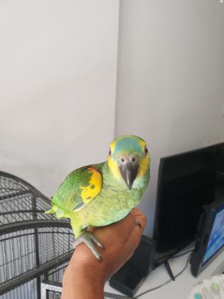 אמזונה בלו פרונט שלבי גמילה