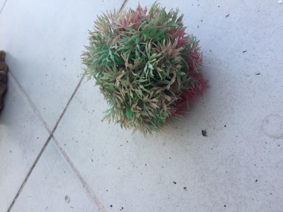 למכירה צמחים לאקווריום