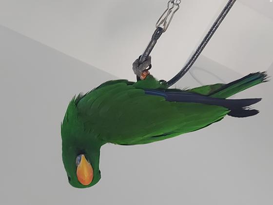 אקלקטוס זכר, בן 8 חודשים