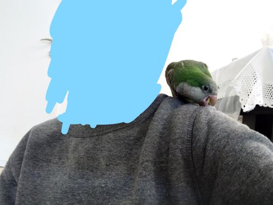 תוכי מיוחד מאוד, חכם, חמוד,